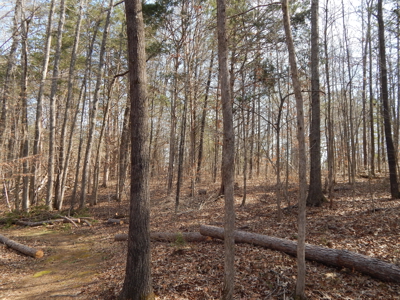 5.01 Acres of Private, Wooded Land in Tennessee! - image 16