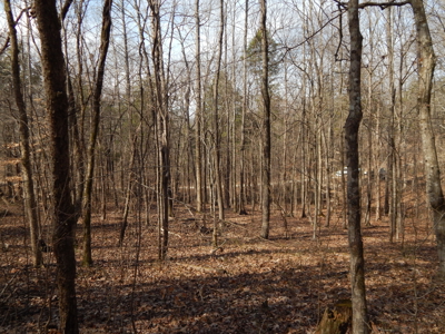 5.01 Acres of Private, Wooded Land in Tennessee! - image 21