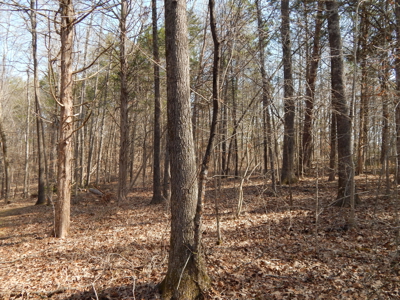 5.01 Acres of Private, Wooded Land in Tennessee! - image 17