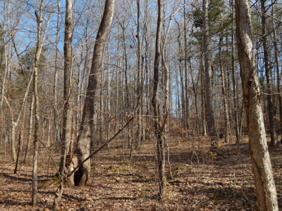 5.01 Acres of Private, Wooded Land in Tennessee! - image 13