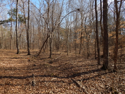 5.01 Acres of Private, Wooded Land in Tennessee! - image 7