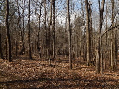 5.01 Acres of Private, Wooded Land in Tennessee! - image 15