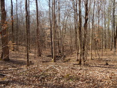 5.01 Acres of Private, Wooded Land in Tennessee! - image 14