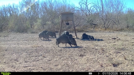 🔥 Prime South Texas Hunting Ranch – 108.97 Acres Of Opportunity - image 41