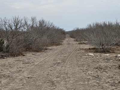 🔥 Prime South Texas Hunting Ranch – 108.97 Acres Of Opportunity - image 8