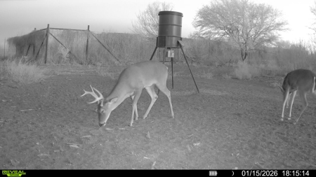 🔥 Prime South Texas Hunting Ranch – 108.97 Acres Of Opportunity - image 43