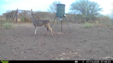 🔥 Prime South Texas Hunting Ranch – 108.97 Acres Of Opportunity - image 42