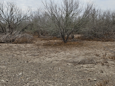 🔥 Prime South Texas Hunting Ranch – 108.97 Acres Of Opportunity - image 3