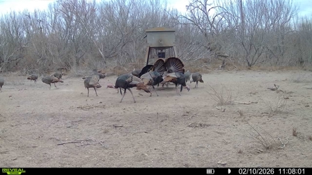 🔥 Prime South Texas Hunting Ranch – 108.97 Acres Of Opportunity - image 46
