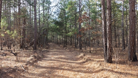 Land With Off-Grid Cabin For Sale In North Central Arkansas - image 38