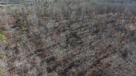 Land With Off-Grid Cabin For Sale In North Central Arkansas - image 12