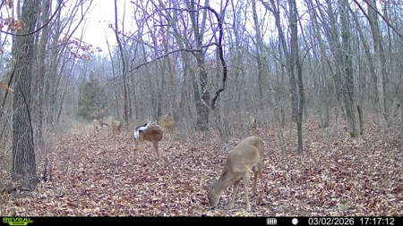 Home For Sale Stockton Missouri - image 37