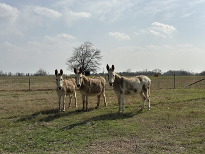 East Texas Hunting/Recreational Land For Sale - image 15