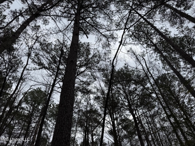 Residential Lot for Sale in Pearl, MS - image 12