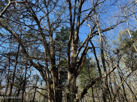 Hunting Land for Sale in Yalobusha County, MS