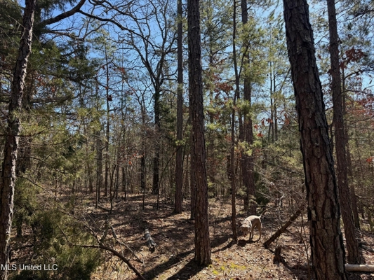 Hunting Land for Sale in Yalobusha County, MS