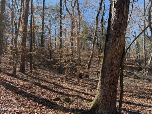 Hunting Land for Sale in Yalobusha County, MS
