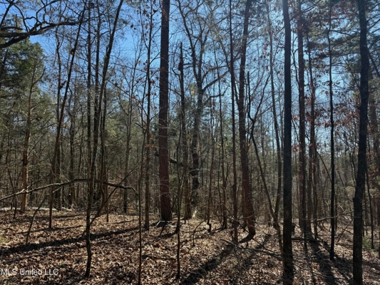 Hunting Land for Sale in Yalobusha County, MS