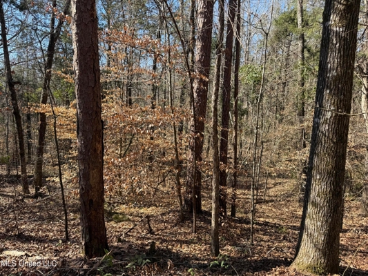 Hunting Land for Sale in Yalobusha County, MS