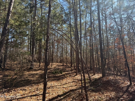 Hunting Land for Sale in Yalobusha County, MS