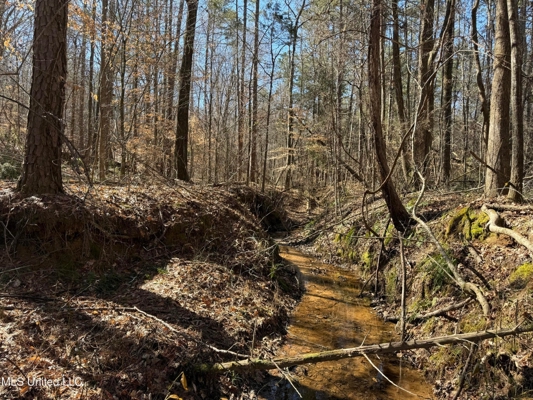 Hunting Land for Sale in Yalobusha County, MS