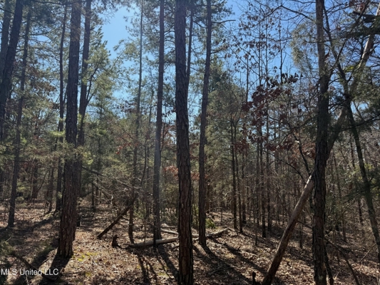 Hunting Land for Sale in Yalobusha County, MS