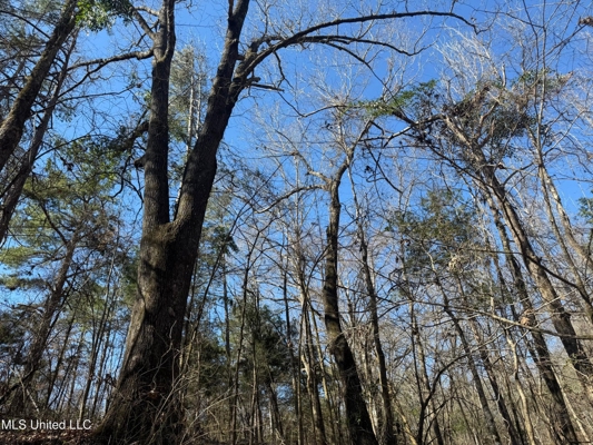 Hunting Land for Sale in Yalobusha County, MS