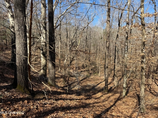 Hunting Land for Sale in Yalobusha County, MS