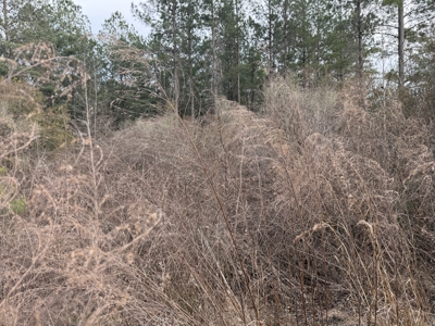 21 Acres Timberland & Hunting Near New Bern, NC - image 3