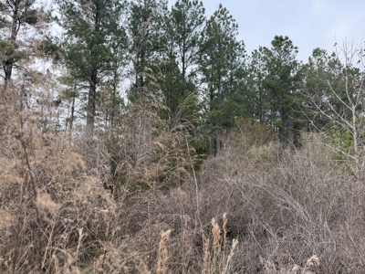 21 Acres Timberland & Hunting Near New Bern, NC - image 4