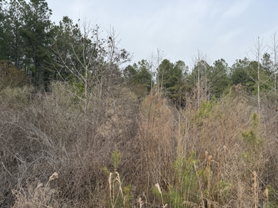 21 Acres Timberland & Hunting Near New Bern, NC - image 1