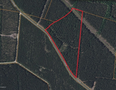 21 Acres Timberland & Hunting Near New Bern, NC - image 16