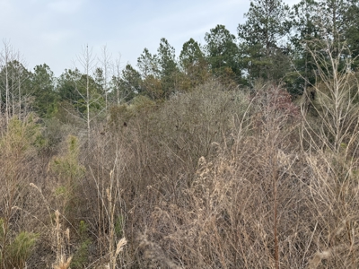 21 Acres Timberland & Hunting Near New Bern, NC - image 2