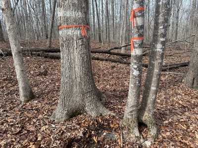 Prospect Perch: Secluded Hardwood Haven Near Farmville, VA - image 16