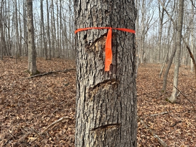 Prospect Perch: Secluded Hardwood Haven Near Farmville, VA - image 19