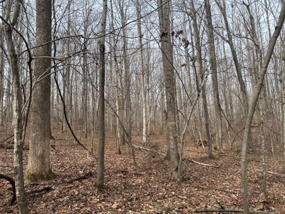 Prospect Perch: Secluded Hardwood Haven Near Farmville, VA - image 4