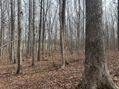 Prospect Perch: Secluded Hardwood Haven Near Farmville, VA - image 20