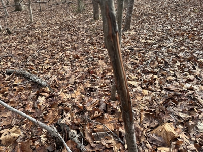 Prospect Perch: Secluded Hardwood Haven Near Farmville, VA - image 17