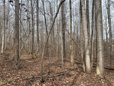 Prospect Perch: Secluded Hardwood Haven Near Farmville, VA - image 6