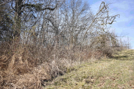 Land For Sale In Wayne County Tn With Creek - image 7