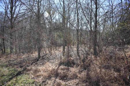 Land For Sale In Wayne County Tn With Creek - image 9