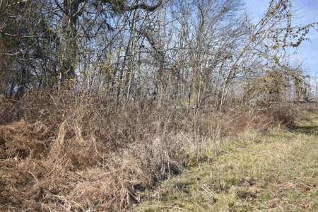 Land For Sale In Wayne County Tn With Creek - image 8