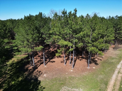 Legacy +/-420-Acre Texas Land Investment Near Texarkana - image 8