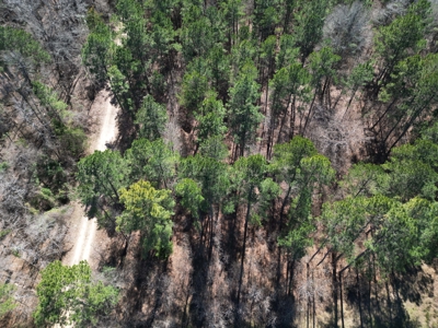 Legacy +/-420-Acre Texas Land Investment Near Texarkana - image 4