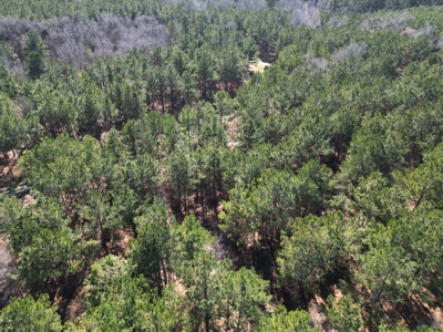 Legacy +/-420-Acre Texas Land Investment Near Texarkana - image 14