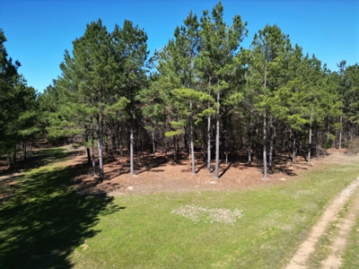 Legacy +/-420-Acre Texas Land Investment Near Texarkana - image 5