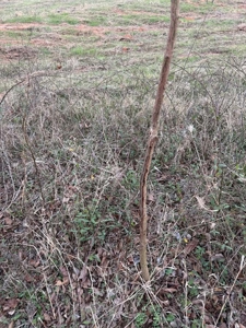 Small Acreage East TX Land for Sale Near Lindale TX in Smith Co - image 5