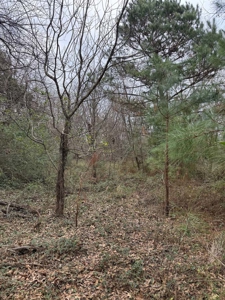 Small Acreage East TX Land for Sale Near Lindale TX in Smith Co - image 4