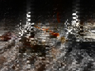 417 Acres of Whitetail Hunting Land for Sale in Kittson CO, MN - image 7