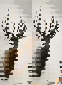 417 Acres of Whitetail Hunting Land for Sale in Kittson CO, MN - image 5